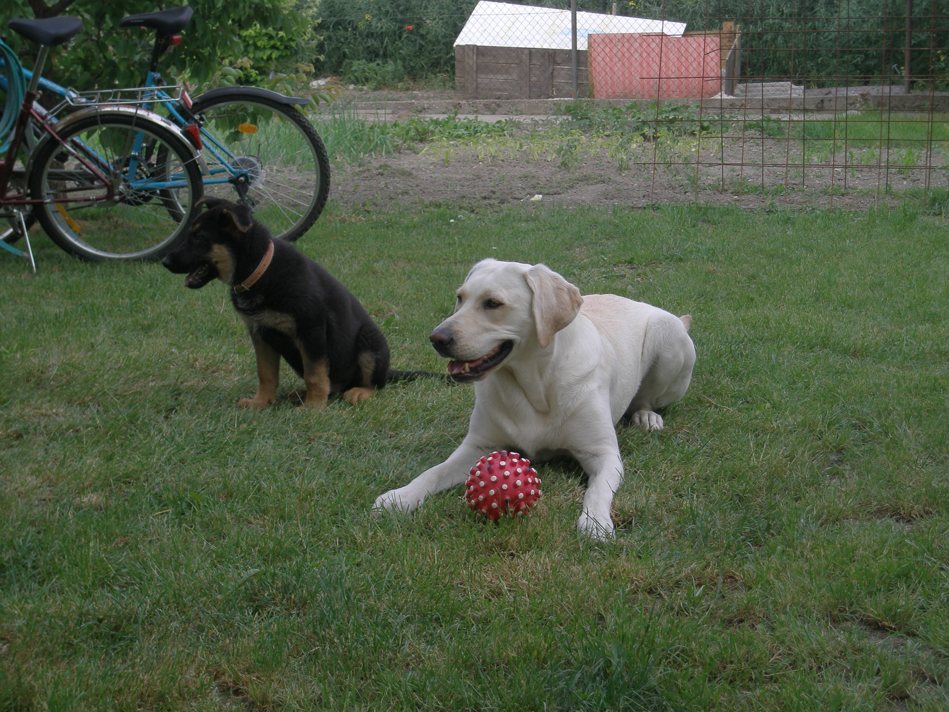 budy ked mal dva mesiace a tara.