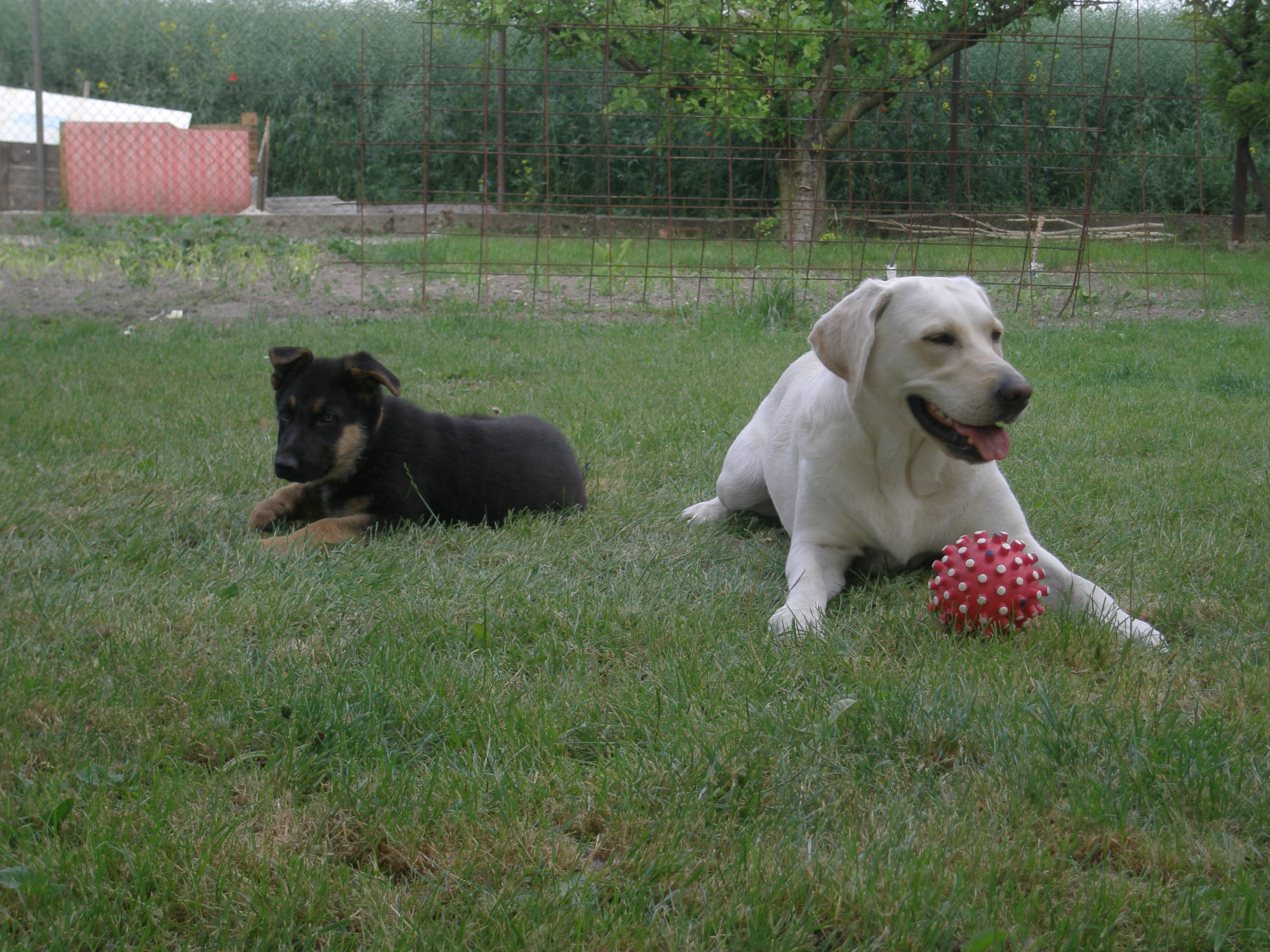 budy ked mal dva mesiace a tara xD