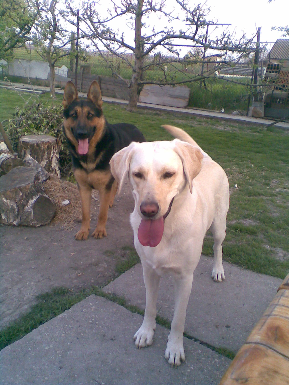 budy a taruša