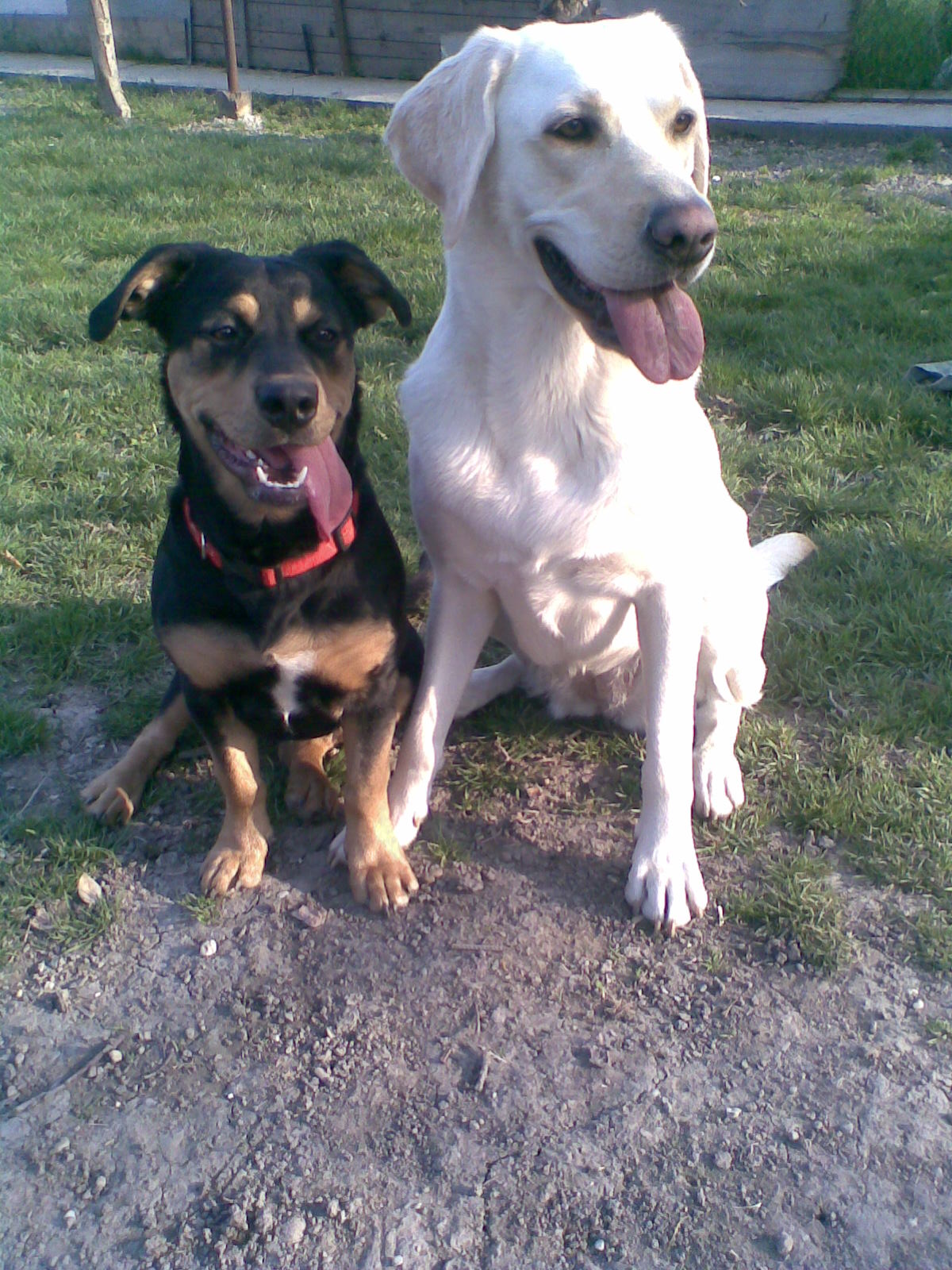 sally a tara
