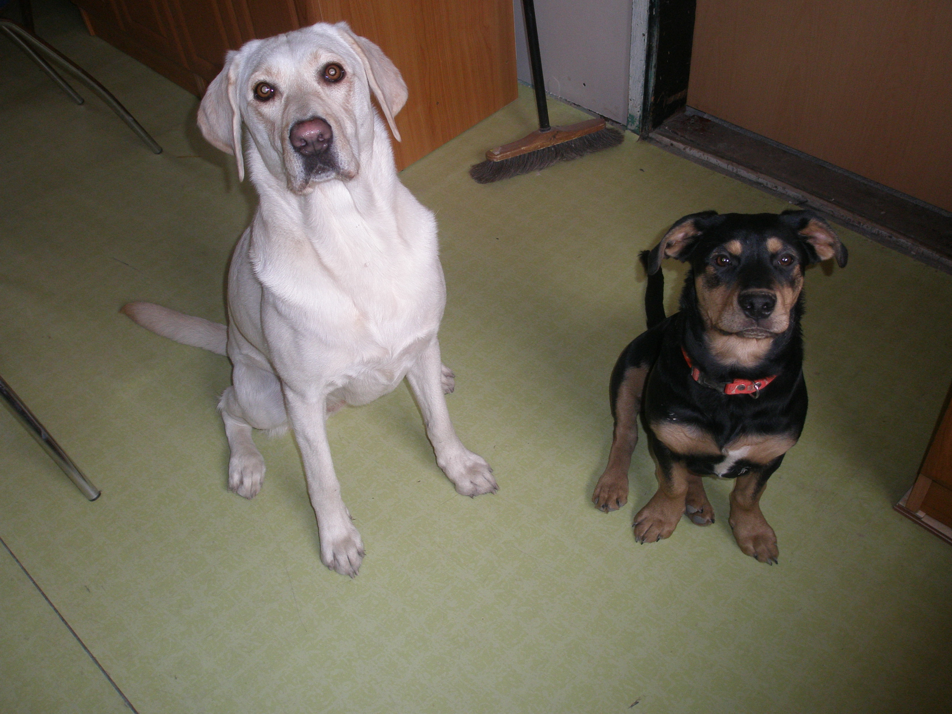 tarinka a sally