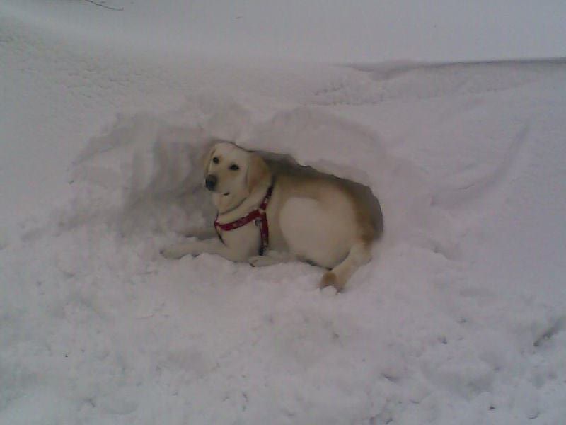 tara v iglu