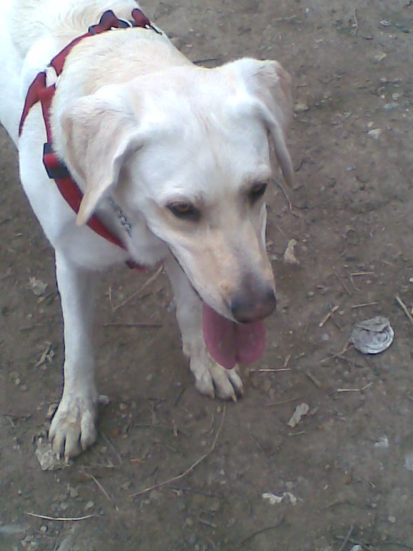 taruska