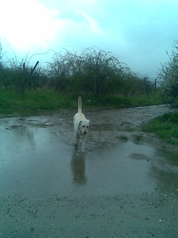 blatoo 