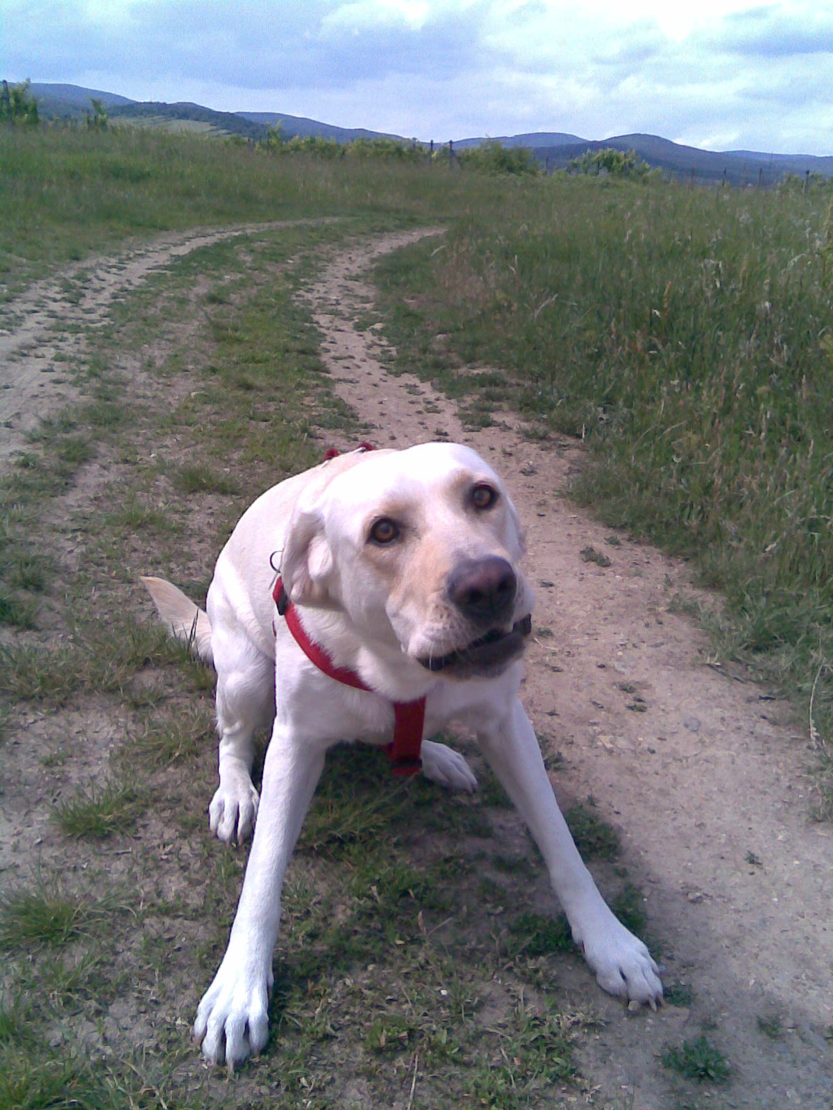 štekaaaj