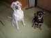 tarinka a sally
